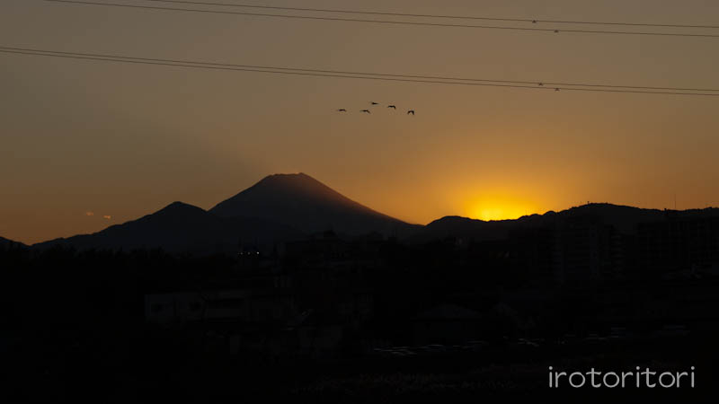 多摩川　ハクセキレイ　　2011/11/24_d0146592_23405349.jpg