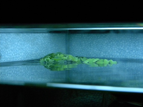 f0138093_929472.jpg