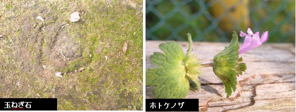 日向薬師と七沢森林公園　　11月14日_d0102497_21332063.jpg