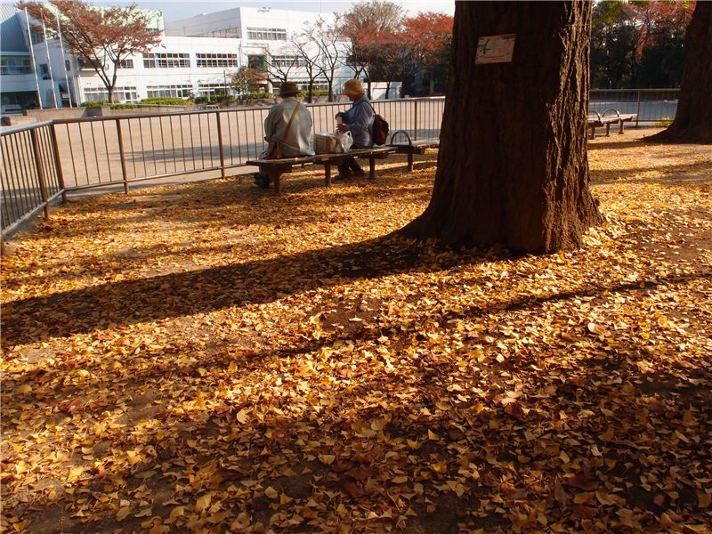 平日の写真の時間　身近な紅葉_f0224100_8352099.jpg