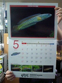 毎年恒例のユニアクネーム入り熱帯魚カレンダー入荷！_b0141806_21411423.jpg