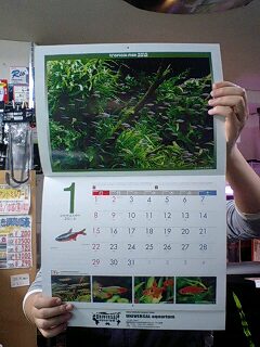 毎年恒例のユニアクネーム入り熱帯魚カレンダー入荷!_b0141806_21415362.jpg