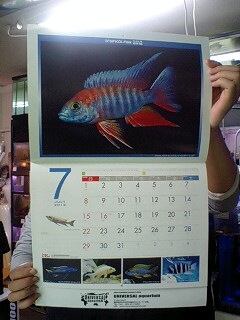 毎年恒例のユニアクネーム入り熱帯魚カレンダー入荷！_b0141806_21422738.jpg