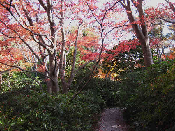 秋の大河内山荘　その2_d0154609_13165730.jpg