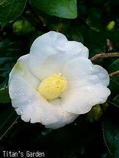 Camellia × wabisuke \'Shiro-wabisuke\'_b0099813_10452.jpg