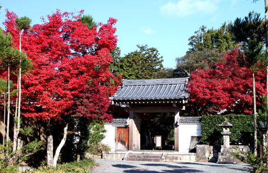 紅葉が盛り 鷹ヶ峰_e0048413_19395075.jpg