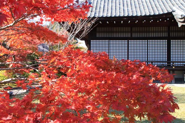 勧修寺 紅葉の始まり_e0048413_21283333.jpg