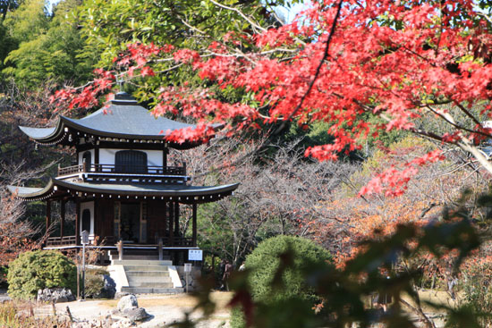 勧修寺 紅葉の始まり_e0048413_21284427.jpg