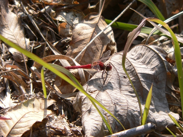 e0002314_21502463.jpg