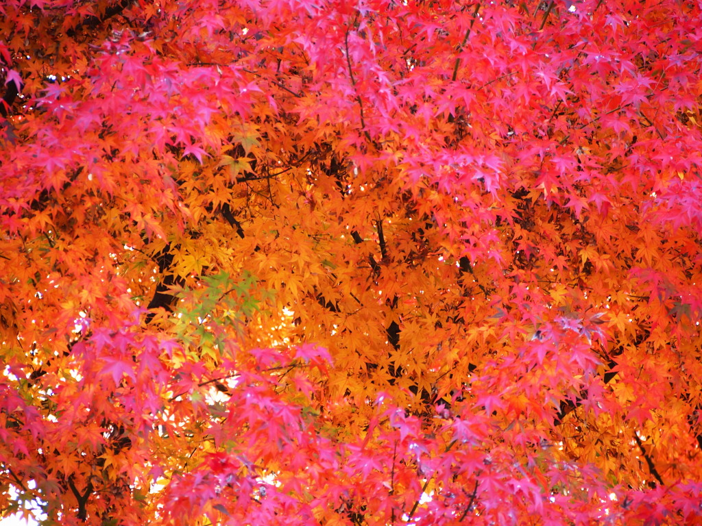 d0192516_21162666.jpg
