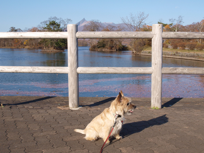 秋も深まった大沼公園　( 2011.11.3 )　_c0147548_1305968.jpg