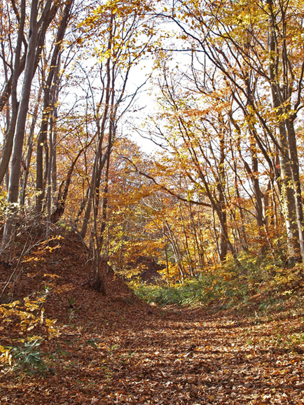 秋も深まった大沼公園　( 2011.11.3 )　_c0147548_1342455.jpg