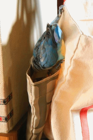 c0145250_21342413.gif