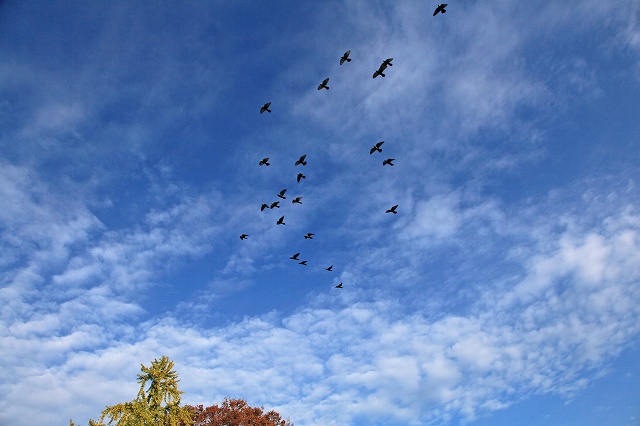 岡山後楽園＆岡山芸術回廊　11月23日_b0210154_19264866.jpg