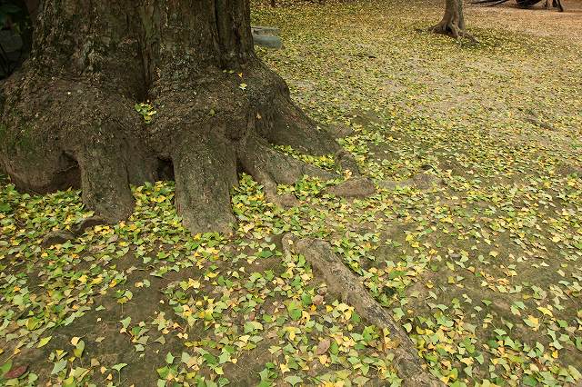 岡山後楽園＆岡山芸術回廊　11月23日_b0210154_19292327.jpg