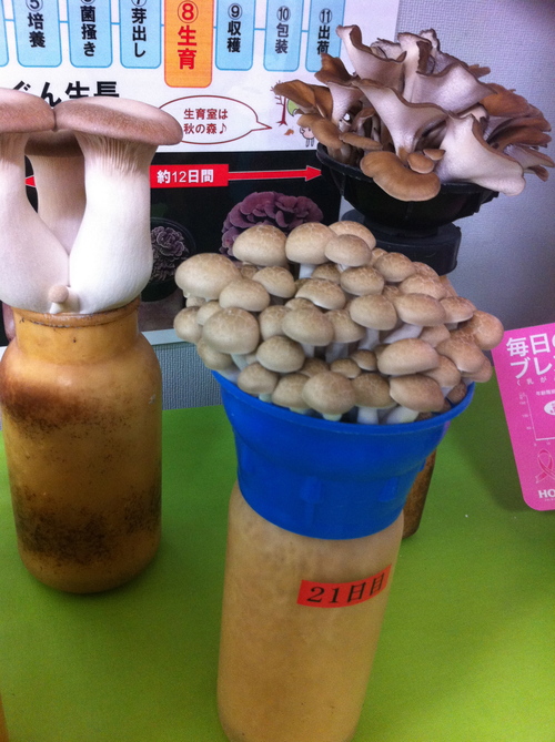 苫小牧よくばりマルシェ2011_b0232958_215528.jpg