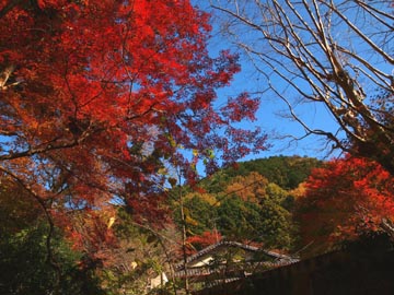 きのうの山科毘沙門堂_b0160363_2205623.jpg