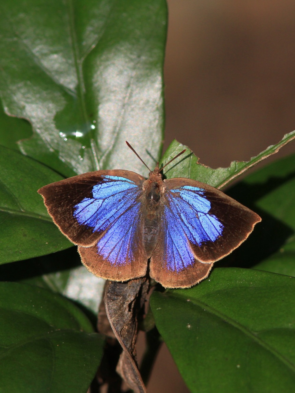 ムラサキシジミ　　♂雄は幻光色で怪しく輝きます。　　2011.11.23千葉県_a0146869_6491516.jpg