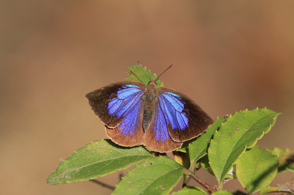 ムラサキシジミ　　♂雄は幻光色で怪しく輝きます。　　2011.11.23千葉県_a0146869_6505147.jpg