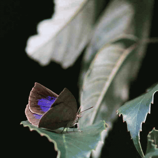 a0146869_6574620.gif