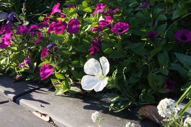 夏の花も冬の花も一緒に_e0181373_20525996.jpg