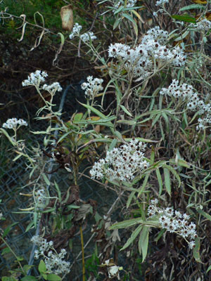 f0083977_992146.jpg