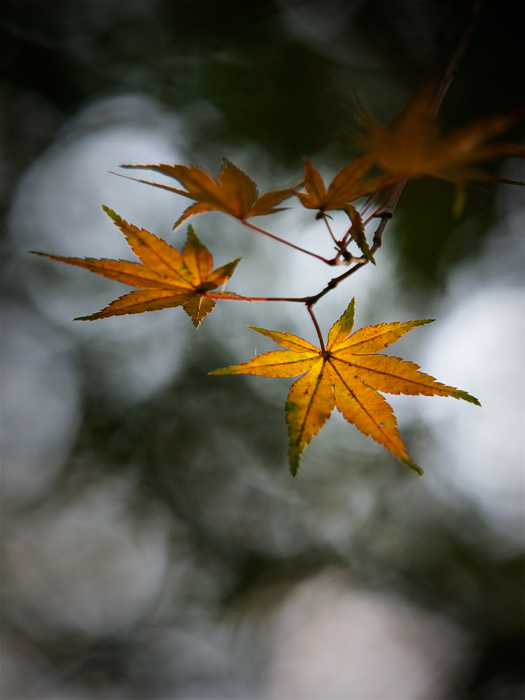 平林寺の紅葉~2~_a0161380_13215862.jpg