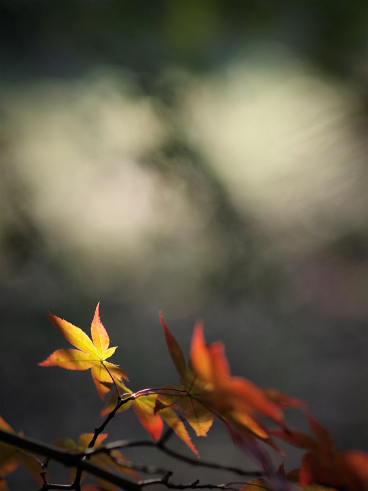 平林寺の紅葉~2~_a0161380_13244818.jpg