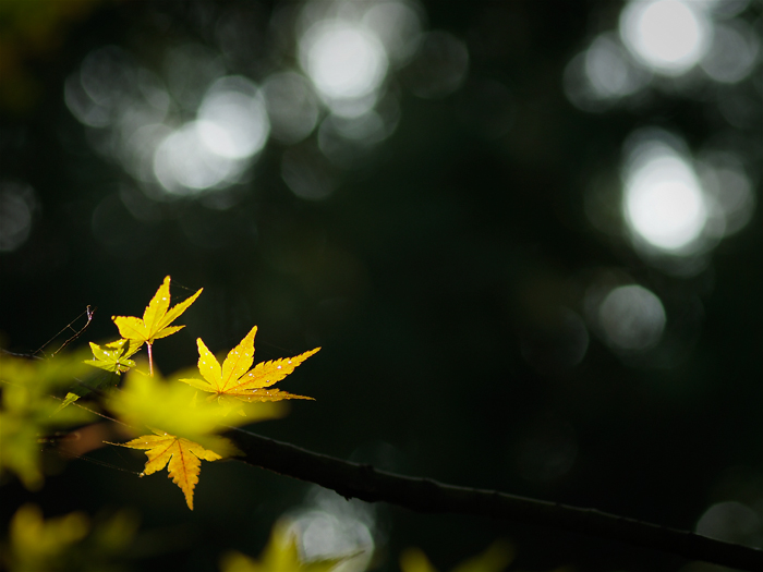 平林寺の紅葉~2~_a0161380_13253479.jpg