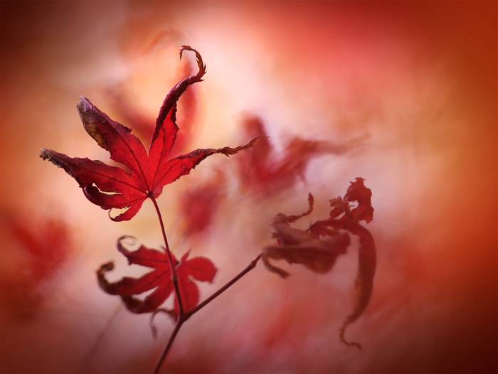 平林寺の紅葉~2~_a0161380_13273117.jpg
