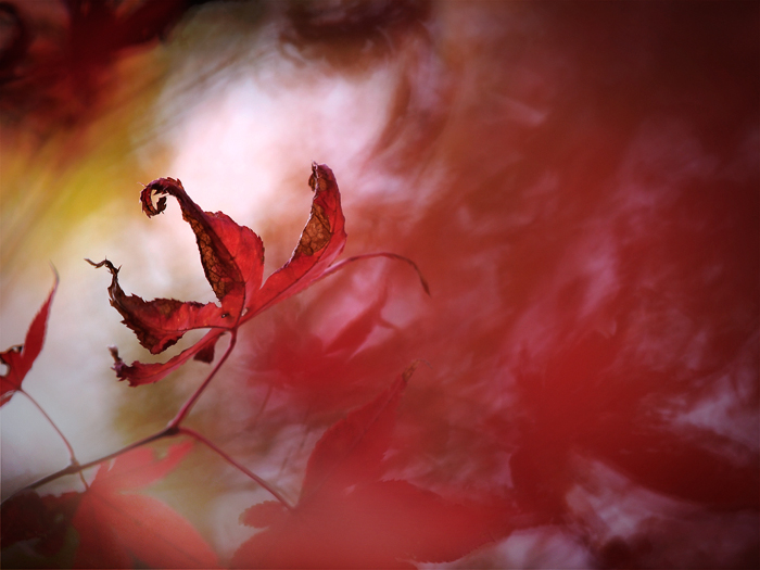 平林寺の紅葉~2~_a0161380_13321684.jpg