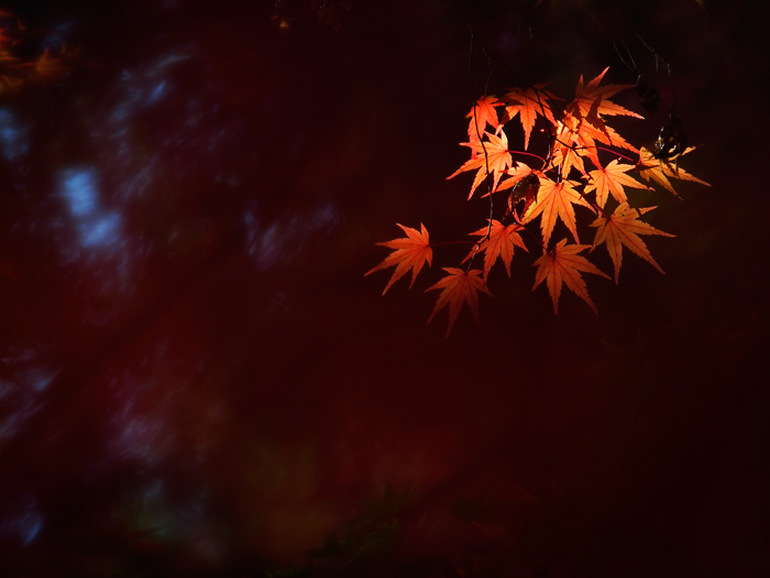 平林寺の紅葉~2~_a0161380_13585644.jpg
