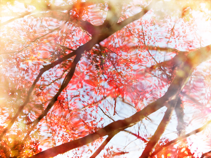平林寺の紅葉~2~_a0161380_1411880.jpg