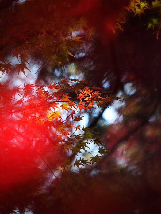 平林寺の紅葉~2~_a0161380_18313318.jpg