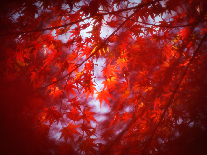 平林寺の紅葉~2~_a0161380_1833319.jpg