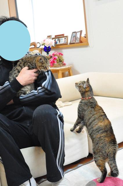 迷子の子猫ちゃん♪_a0126590_23124288.jpg