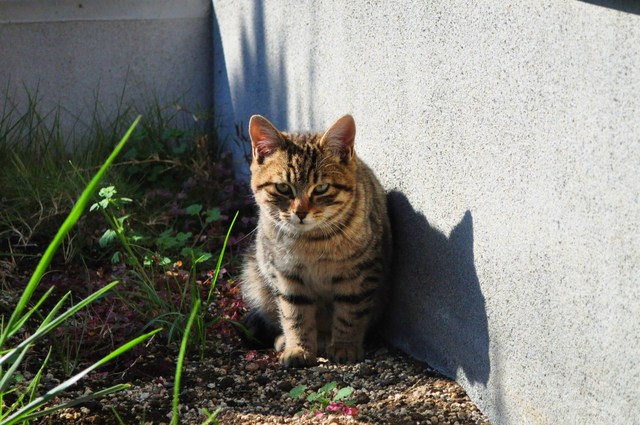 迷子の子猫ちゃん♪_a0126590_231319.jpg