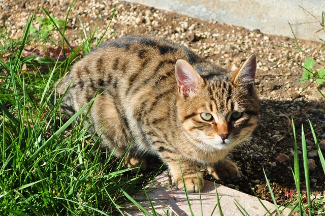 迷子の子猫ちゃん♪_a0126590_2314726.jpg