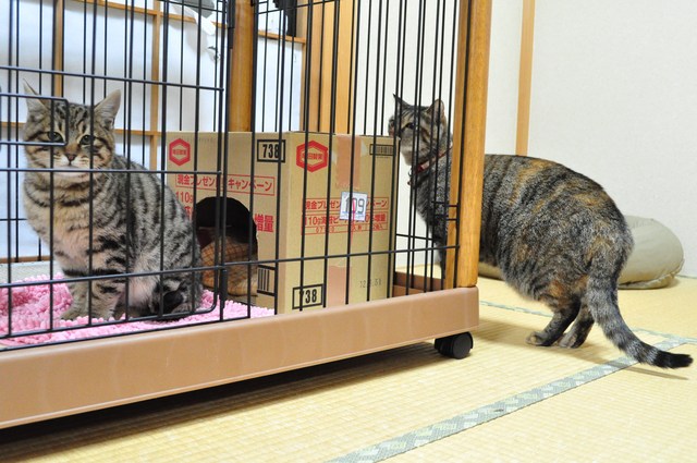 迷子の子猫ちゃん♪_a0126590_23153841.jpg