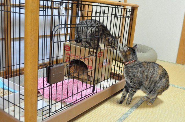 迷子の子猫ちゃん♪_a0126590_23164571.jpg