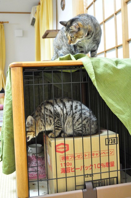 迷子の子猫ちゃん♪_a0126590_23175512.jpg