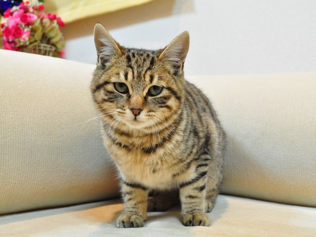 迷子の子猫ちゃん♪_a0126590_23185321.jpg
