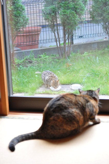迷子の子猫ちゃん♪_a0126590_2335666.jpg