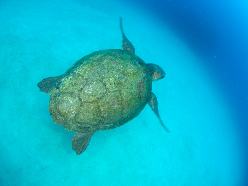 11/26 アカウミガメ_a0010095_213330100.jpg