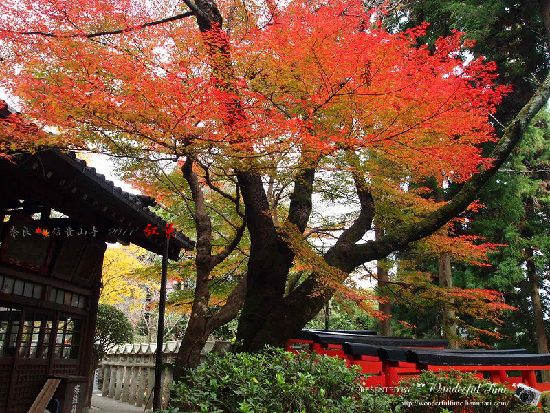 奈良・信貴山寺　☆　紅葉　2011_a0108795_22561918.jpg