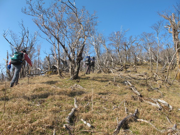 向霧立山地（九州中央山地）の天空尾根を歩く　烏帽子岳～五勇山～小国見岳～国見岳　2011・11・22_a0166196_1923682.jpg