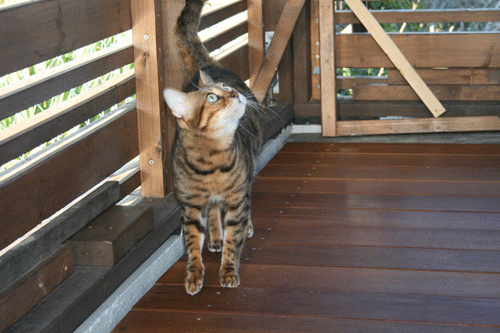 c0011300_032270.gif