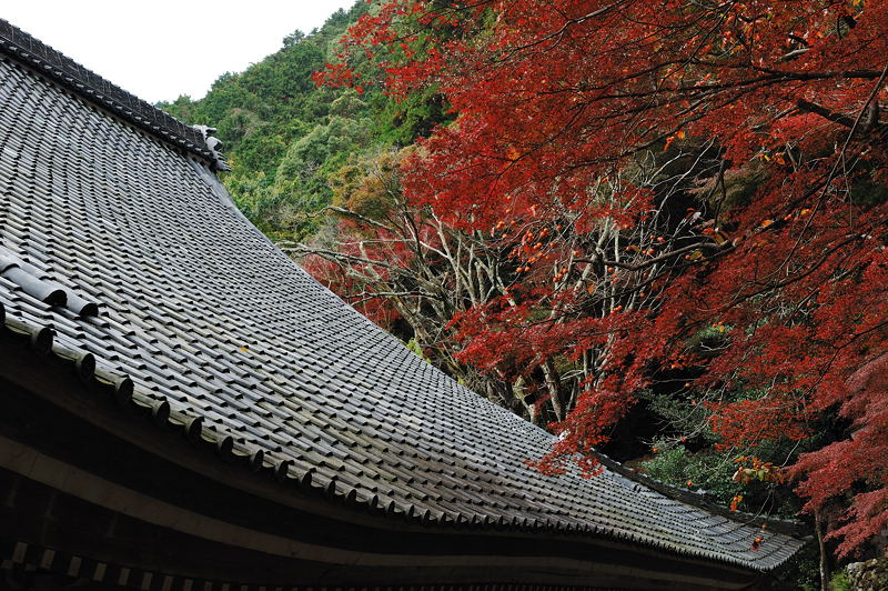 2011京都の紅葉・金蔵寺　其の二_f0032011_18352943.jpg