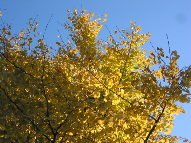 「黄葉まつり 111127」_a0120513_19315356.jpg