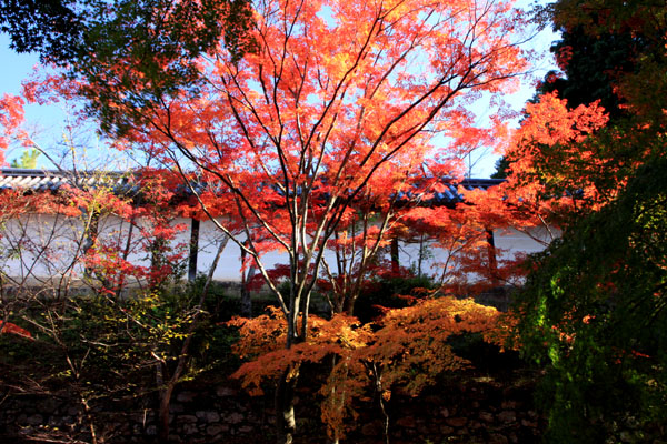 毘沙門堂 紅葉の始まり_e0048413_21265885.jpg
